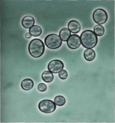 Выведен новый штамм дрожжей