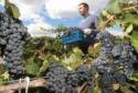 У аргентинских виноделов возникли трудности с урожаем 2014 года